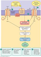 G protein-coupled receptor pathway details.