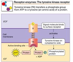 Tyrosine kinase receptor pathway.