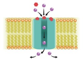 Ion channel pathway.