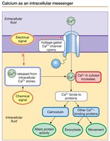 Calcium as an intracellular messenger.