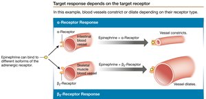 Epinephrine receptor isoforms: vasoconstriction and vasodilation.