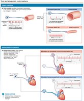 Antagonistic control pathway.