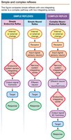Simple and complex reflex pathways.