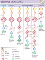 Summary table: neural, neuroendocrine, and endocrine reflexes.