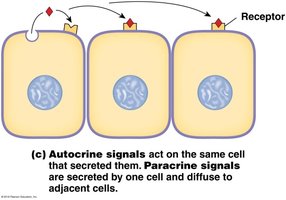 Autocrine and paracrine signals diagram.