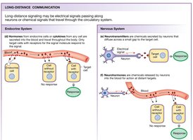 Long-distance signaling: endocrine and nervous system.