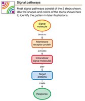 Signal pathway steps.