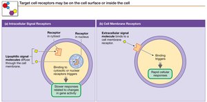 Intracellular and cell membrane receptors.