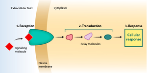 Reception, transduction, and response in signal pathways.