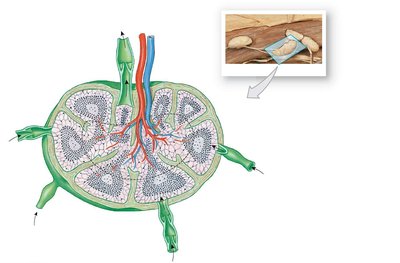 Structure of a lymph node