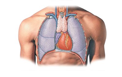 Anatomical position of the thymus