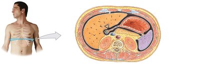 Transverse section showing the position of the spleen