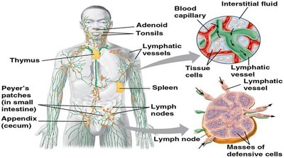Diagram of the lymphatic system showing major organs and vessels