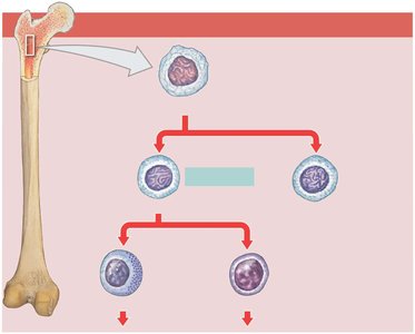 Origin and differentiation of lymphocytes in bone marrow