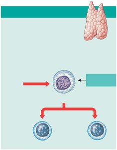 Lymphocyte maturation in the thymus