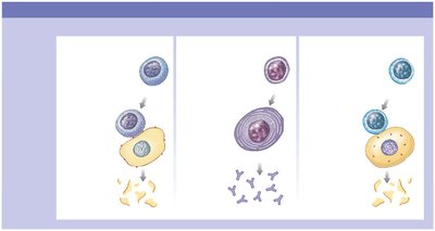 Distribution and function of mature lymphocytes