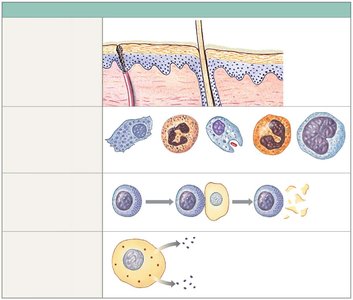 Overview of innate defenses: barriers, phagocytes, immune surveillance, interferons