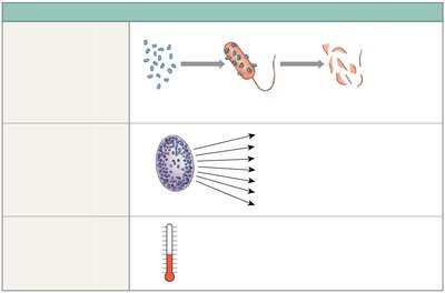 Complement, inflammation, and fever as innate defenses