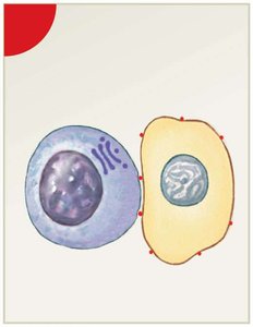 NK cell recognition and adhesion to abnormal cell