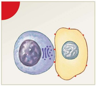 NK cell realignment of Golgi apparatus