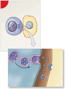NK cell secretion of perforin and pore formation
