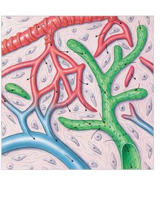Lymphatic capillaries and blood capillaries in areolar tissue