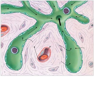 Sectional view of lymphatic capillaries showing fluid movement