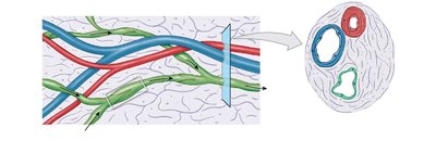 Lymphatic vessels and valves in connective tissue