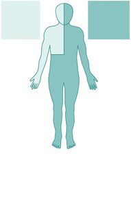 Drainage areas of thoracic and right lymphatic ducts