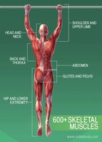 Major regions of skeletal muscles in the human body