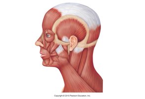 Epicranius and facial muscles