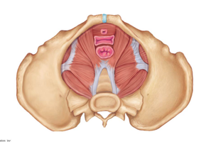 Muscles of the pelvic diaphragm