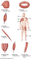 Types of fascicle arrangements in skeletal muscles