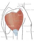 Diaphragm muscle