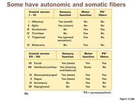 Cranial nerves table showing sensory, motor, and parasympathetic functions