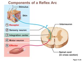 Diagram of the components of a reflex arc