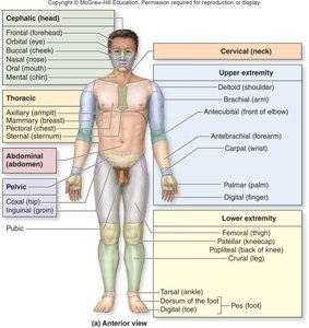 Body regions and anatomical terminology