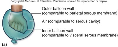 Serous membrane layers analogy with fist and balloon