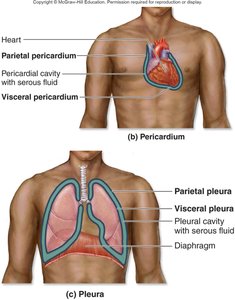 Pericardium and pleura serous membranes