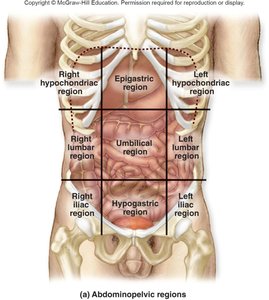 Abdominopelvic regions