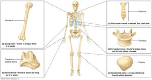 Classification of bones by shape