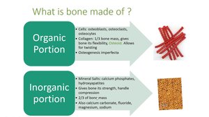 Organic and inorganic portions of bone
