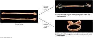 Importance of bone matrices