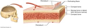 Structure of flat bone and periosteum