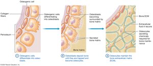 Functions of osteoblasts and osteocytes