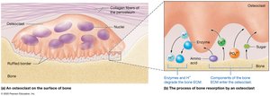 Function of osteoclasts