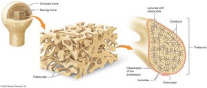 Structure of spongy bone