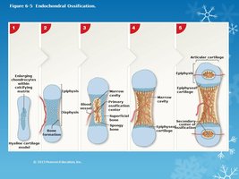 Endochondral ossification process
