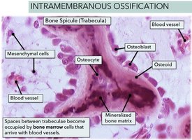 Intramembranous ossification