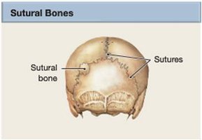 Sutural bones in the skull